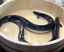うなぎの捌き方【名古屋包丁を使用】をお教えします 元うなぎ屋女将、問屋の捌き手がうなぎの捌き方を伝授⭐︎ イメージ3