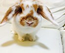 うさぎについて困った事、悩み事などなんでもご相談ください！ イメージ1