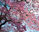 桜の写真を提供いたします 沖縄に咲く桜（ソメイヨシノ）と空のコラボレーション イメージ1