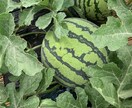 家庭菜園のアドバイスいたします 家庭菜園のむつかしさを解消していきましょう イメージ2