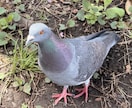 関西人がアットホームに話します 生まれてから22年間大阪に住んでた人の関西弁 イメージ1
