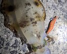 広島でのエギング攻略プランを作成します 釣具屋店員があなたの条件に合わせて一緒に考えます！ イメージ4