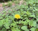 ととのうウォークお話ししできます 歩いて脳活性化。話しをしてもやもや手放せる イメージ3