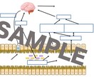 サイエンス系イラスト作成します 学会発表のスライドや教材向けのFig作りにお困りの方へ！ イメージ3