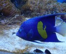 水族館や動物園の飼育員になる方法を教えます 進路に悩んでいる方!3つの水族館での経験を元にサポート イメージ1
