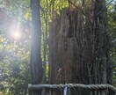 霊感・霊視・霊聴メインで視てまいります 補足的にカードやダウジングを用い、幅広く対応致します。 イメージ2