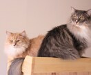 猫限定！！猫についてのお悩みや飼い方を相談できます キャットケアスペシャリスト・キャットシッターが回答します。 イメージ4