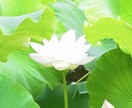 お悩み本音でアドバイス致します ✾親身に対応致します✾恋愛♡仕事☆人間関係〇〇30分対応〇〇 イメージ1