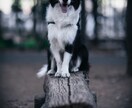 思い出を形に残すペット撮影致します プロ品質で愛犬・愛猫の一瞬を美しく イメージ3