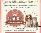 ペット関連のSNS運用を代行します ペット関連事業者様のSNS運用を丁寧にサポートします イメージ5