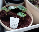 お好きな植物を育て＆弱った植物を再生します 先ずはチャットでご相談ください イメージ6