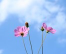 曖昧なアドバイスではなく真剣な相談をしたい方に。 イメージ1
