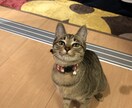 可愛い猫ちゃんの写真提供します 著作権不要の猫ちゃんの写真が欲しい方必見です。 イメージ5