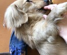 わんちゃんのお悩み相談承ります トリマー/看護/販売員の元プロがお答え致します！ イメージ4