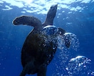 ダイビングで撮った水中写真を提供します 完全オリジナル！魚や珊瑚の水中写真を１枚１００円で！Ｂセット イメージ9