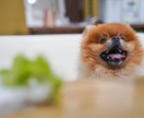 愛するペットとの幸せな瞬間を写真に残します 愛するペットとの特別な瞬間を形に イメージ4