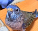 アキクサインコのブリーダーを紹介します インコ飼育経験がある方推奨!! イメージ7