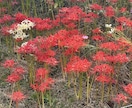 恋愛【強力霊感・霊視】男性目線でアドバイスします お相手の心中を鑑定し今、貴方ができる事をお伝えいたします⭐︎ イメージ4