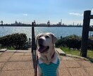 大切な愛犬＊しつけ・お悩み・ご相談なんでも承ります 元ドッグトレーナーの僕が気持ちに寄り添ってアドバイスします イメージ1