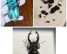 昆虫標本の専門家であなたの標本をさらに輝かせます 昆虫類の標本展足と再構築の専門家です！ イメージ6