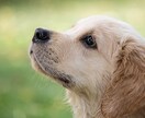 現役ヒプノセラピストがあなたの夢を応援します 叶えたい夢や目標を見つけた あなたへ イメージ3