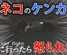 動画にテロップ入れます 3日～５日以内での納品を心がけます イメージ2