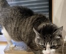 可愛い動物たちの動画素材提供します 写真でも動画でも！色々な動物の素材提供します！ イメージ3