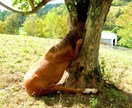 ペットちゃん⇔飼い主さんの通訳致します ペットちゃんの言い分、知りたくありませんか？ イメージ3