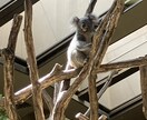可愛い動物を見て癒やされます あなた用可愛い動物写真を提供します。 イメージ6