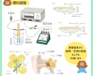 学参教材や理科図版、医療系イラストなど承ります リアルからかわいいまで正確でわかりやすい図版を作成します！ イメージ2