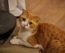 あなたの満足がいくまでお話しをお聴きします 別れたい、距離をとりたい、縁を切りたい。お悩みお聴きします。 イメージ5