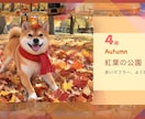 クーポン配布中 うちの子の思い出動画作ります 9/30までお気に入りで30%オフ 写真と動画で約3分 イメージ5