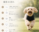 愛犬・ペットを自然な表情で出張撮影します 遊ぶ姿も、見つめる表情も、その子らしさを一枚に。 イメージ7