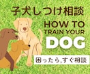 犬しつけお悩み相談-現役トレーナーが助言いたします 今の状況に合う対策をアドバイス イメージ1
