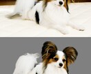 人物、動物画像のレタッチ承ります Photoshop/画像加工/写真加工/人物/ペット イメージ3