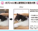 ブリーダーさん自慢の子の写真を修正いたします 3枚から承ります。その子の魅力を最大限活かします！ イメージ1