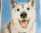 心を込めたペットの似顔絵描きます 大切な家族を色鉛筆で命を吹き込みます イメージ6