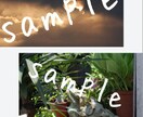 動物や自然の写真を提供します ご希望の写真のイメージを教えてください。 イメージ4