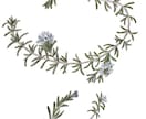 水彩画で植物イラストを描きます ボタニカルアートのようなイラストならおまかせください イメージ1