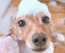 あなたの動物の相談や悩み事を解決します 動物【犬】を飼って10年以上の経験あります。 イメージ1