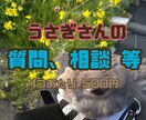 飼育歴12年!!うさぎの飼育相談受け付けます 飼育方法、体調不良、しつけ全般、爪切り イメージ1