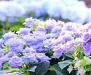 タロット鑑定⭐︎今、必要なメッセージをお届けします あなたを守護する存在からのご信託 イメージ1