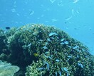 沖縄移住のための事前準備教えます ブライダル業を卒業し、憧れの沖縄へ移住しました！ イメージ6