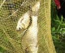 魚釣りのやり方や場所(千葉_東葛地方周辺)教えます 家族で魚釣りしてリラックスしませんか(近所の川や池) イメージ4