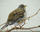 分からない野鳥教えます 〜初心者から最短で野鳥博士になりませんか？〜 イメージ1