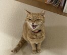 犬猫の悩みごと、何でも相談にのります 保護犬猫ボランティア歴6年。気軽にご相談ください！ イメージ4