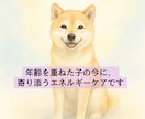 シニア犬猫専門｜遠隔レイキヒーリングをお届けします 高齢のわんちゃん・ねこちゃんのための優しいヒーリングケア イメージ2