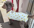 お客様の「こんな犬服が作りたい！」に情報提供します 法人・企業・ブランド様向けのノウハウシェアサービス イメージ4