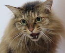 おまかせ基本8000円で愛猫(動物)描きます 印刷できるサイズで提供。猫以外は要相談。 イメージ4