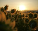 部屋の壁などに飾りたい方にオススメとなります 夏らしいひまわりで部屋を明るく華やかにしてくれます。 イメージ1